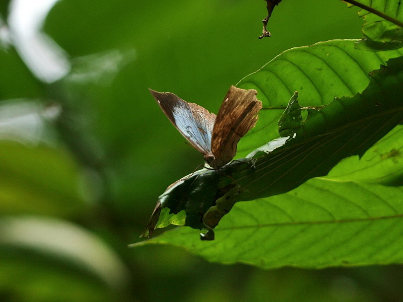 フォトギャラリー：アオコノハチョウ Blue Oakleaf (2)