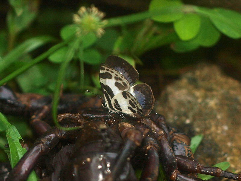 フォトギャラリー：Banded Blue Pierrot (2) - (1)