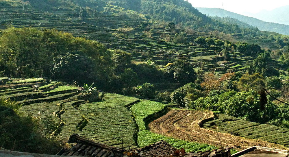 フォトギャラリー：中国ー福建省泉州-茶畑 - (4)