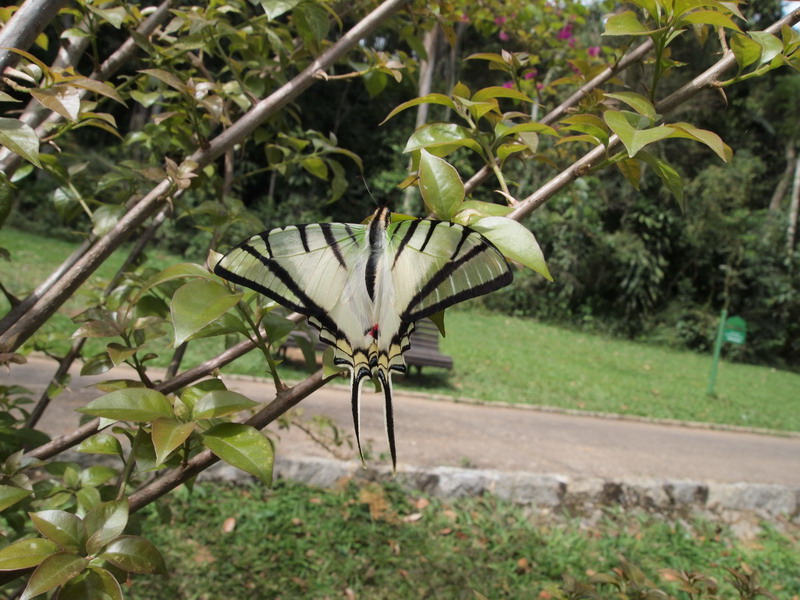 フォトギャラリー：ゼブラアゲハ　Zebra Swallowtail　