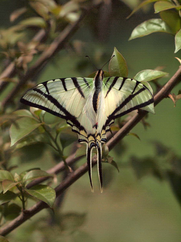 フォトギャラリー：ゼブラアゲハ　Zebra Swallowtail　 - (2)