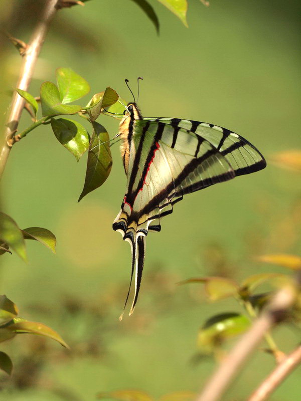 フォトギャラリー：ゼブラアゲハ　Zebra Swallowtail　 - (3)