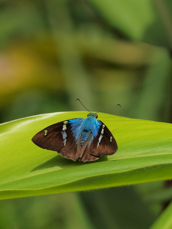 フォトギャラリー：Flashy (Astraptes fulviluna) - (2)