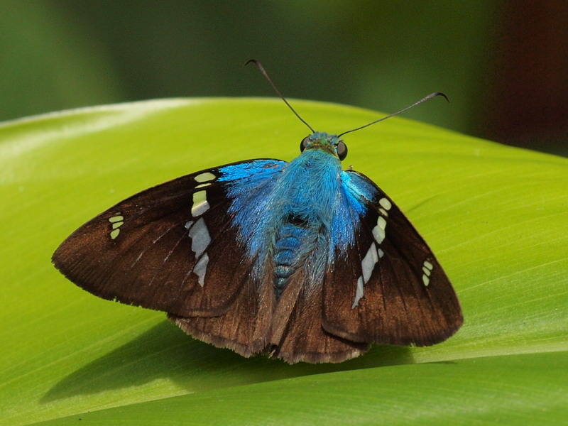 フォトギャラリー：Flashy (Astraptes fulviluna)