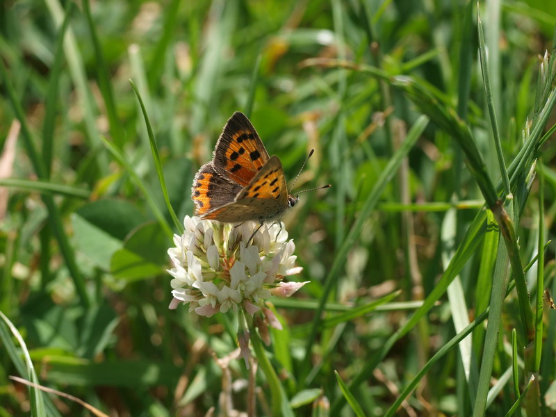 フォトギャラリー：Small Copper