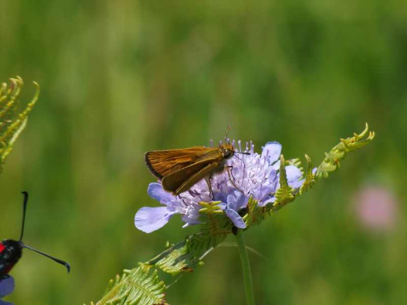 フォトギャラリー：Lulworth Skipper (2) - (2)