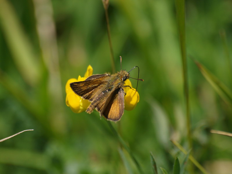 フォトギャラリー：Lulworth Skipper (2) - (1)