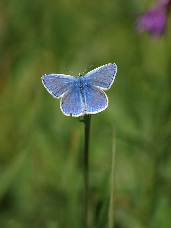 フォトギャラリー：Common Blue (3) - (2)