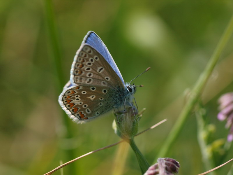 フォトギャラリー：Common Blue (3) - (3)