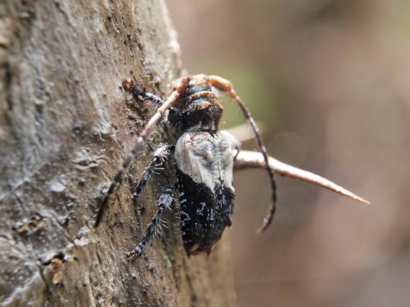 フォトギャラリー：ネジロカミキリ  Pogonocherus (Eupogonocherus) seminiveus - (2)