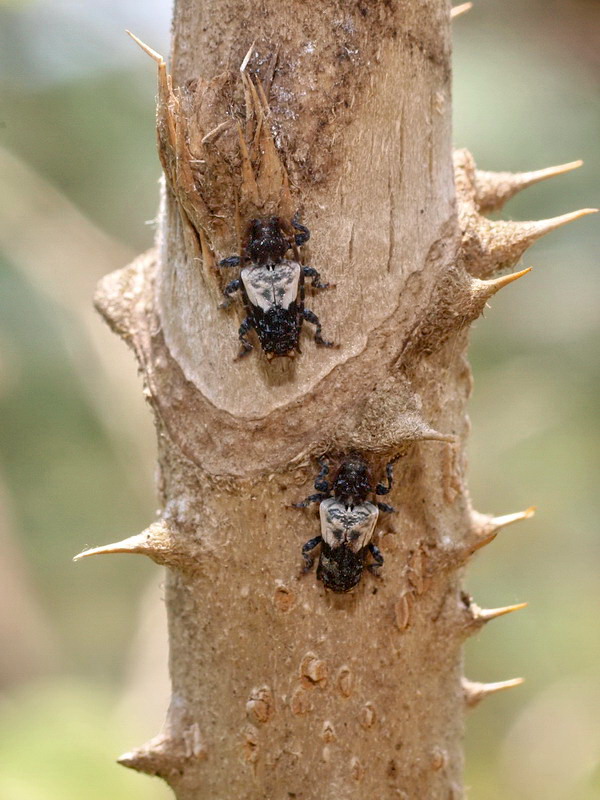 フォトギャラリー：ネジロカミキリ  Pogonocherus (Eupogonocherus) seminiveus - (2)