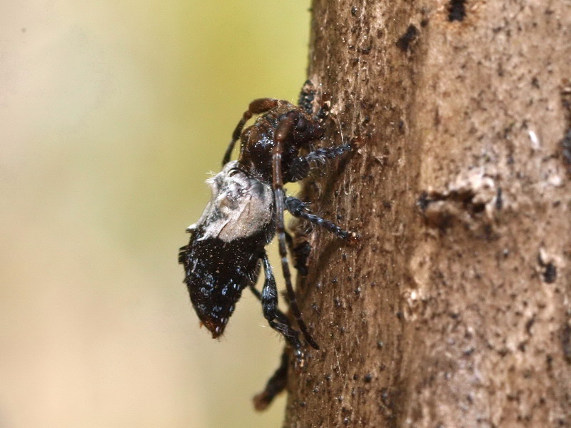 フォトギャラリー：ネジロカミキリ  Pogonocherus (Eupogonocherus) seminiveus - (4)