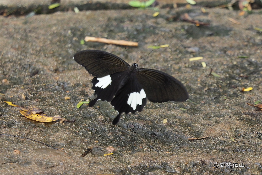 フォトギャラリー：タイワンモンキアゲハ- Papilio nephelus - (3)