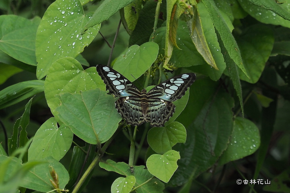 フォトギャラリー：トラフタテハ-Parthenos sylvia - (3)