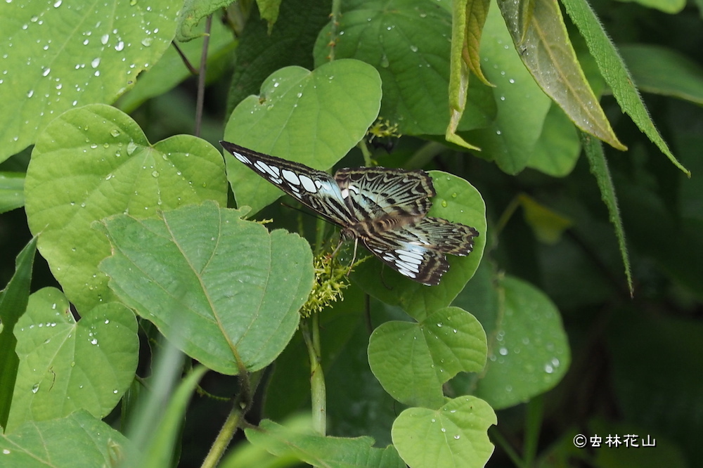 フォトギャラリー：トラフタテハ-Parthenos sylvia - (4)