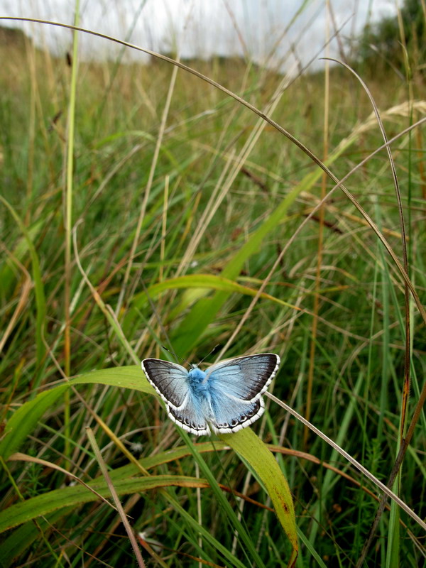 フォトギャラリー：Chalk Hill Blue (5) - (3)