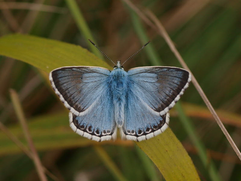 フォトギャラリー：Chalk Hill Blue (5)