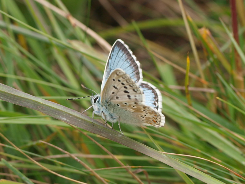 フォトギャラリー：Chalk Hill Blue (5) - (4)