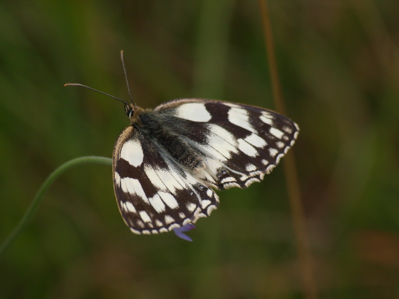 フォトギャラリー：Marble White - (1)