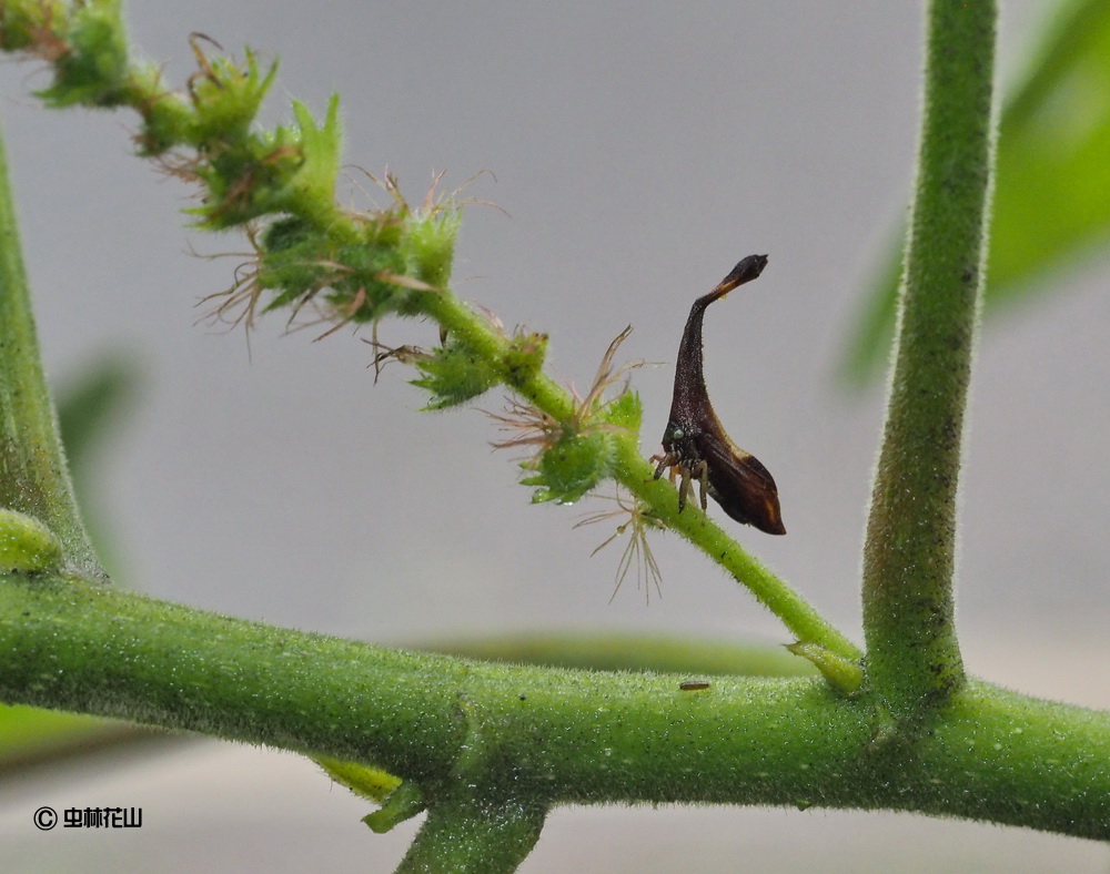 フォトギャラリー：シロオビクワツノゼミ Pyrgonota bifoliata - (4)