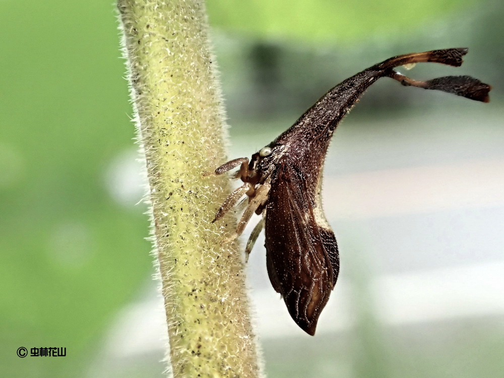 フォトギャラリー：シロオビクワツノゼミ Pyrgonota bifoliata - (3)