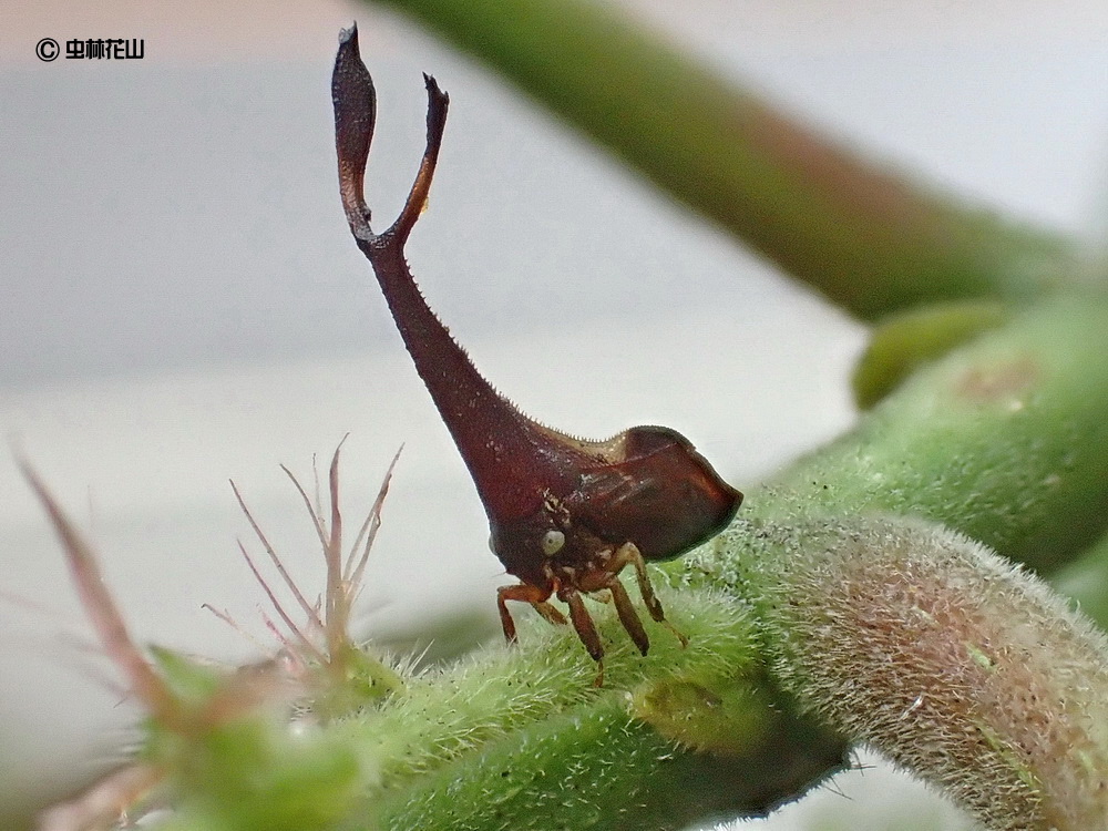 フォトギャラリー：シロオビクワツノゼミ Pyrgonota bifoliata - (2)