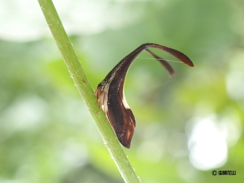 フォトギャラリー：シロオビクワツノゼミ Pyrgonota bifoliata