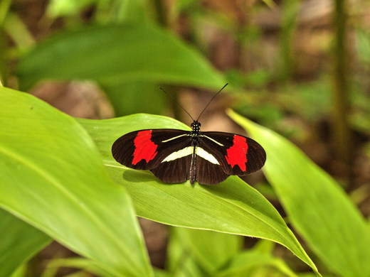 フォトギャラリー：エラートドクチョウ Heliconius erato phyllis