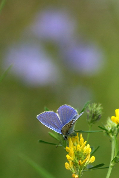 フォトギャラリー：Common Blue - (2)