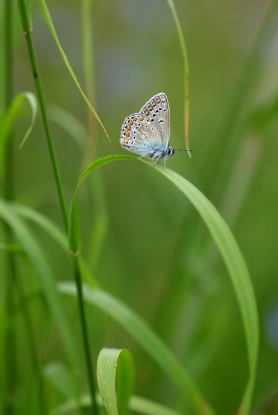 フォトギャラリー：Common Blue - (3)