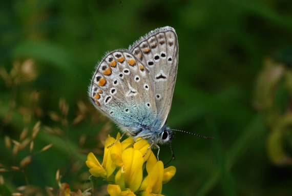 フォトギャラリー：Common Blue - (4)