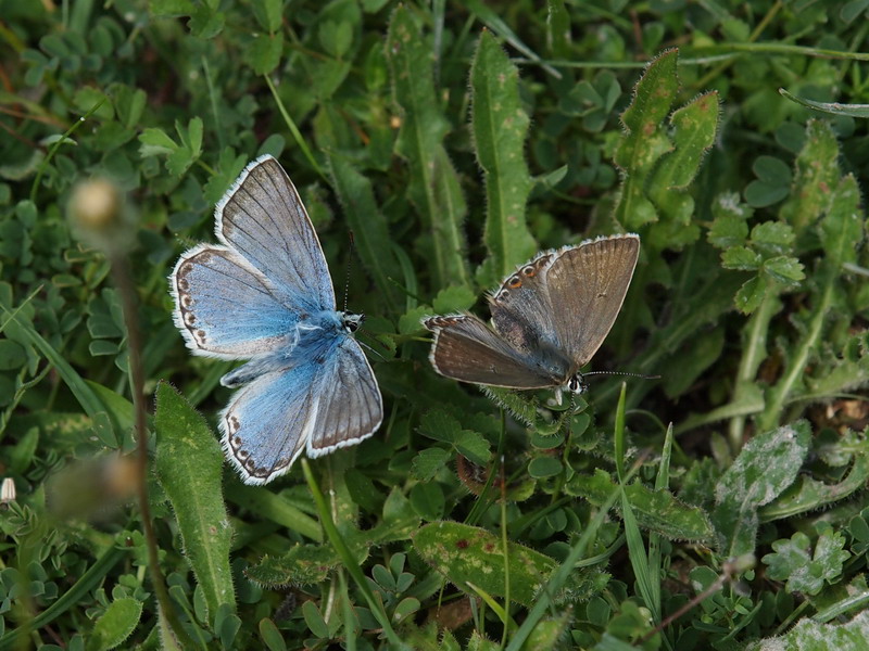 フォトギャラリー：チョークヒルブルー Chalkhill Blue - (2)