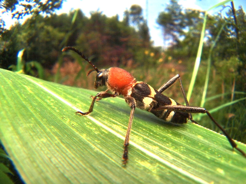 ブドウトラカミキリページ背景画像