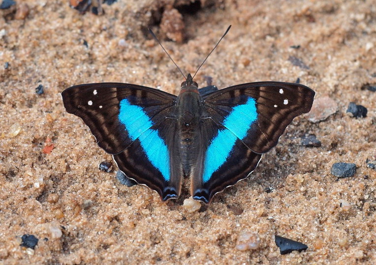 フォトギャラリー：ルリオビアメリカコムラサキ; Turquoise Emperor, Doxocopa cherubina - (2)