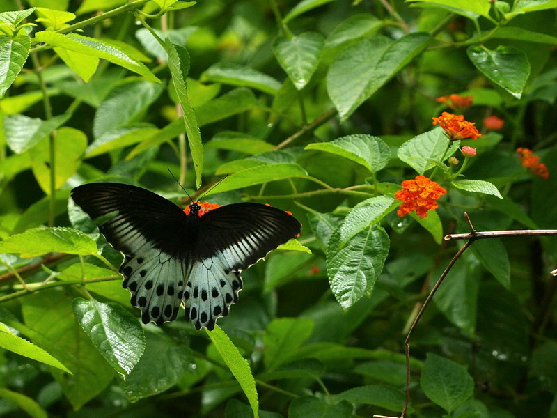 フォトギャラリー：テンジクアゲハ  Blue Mormon (3) - (5)