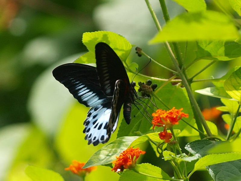 フォトギャラリー：テンジクアゲハ  Blue Mormon (3) - (7)